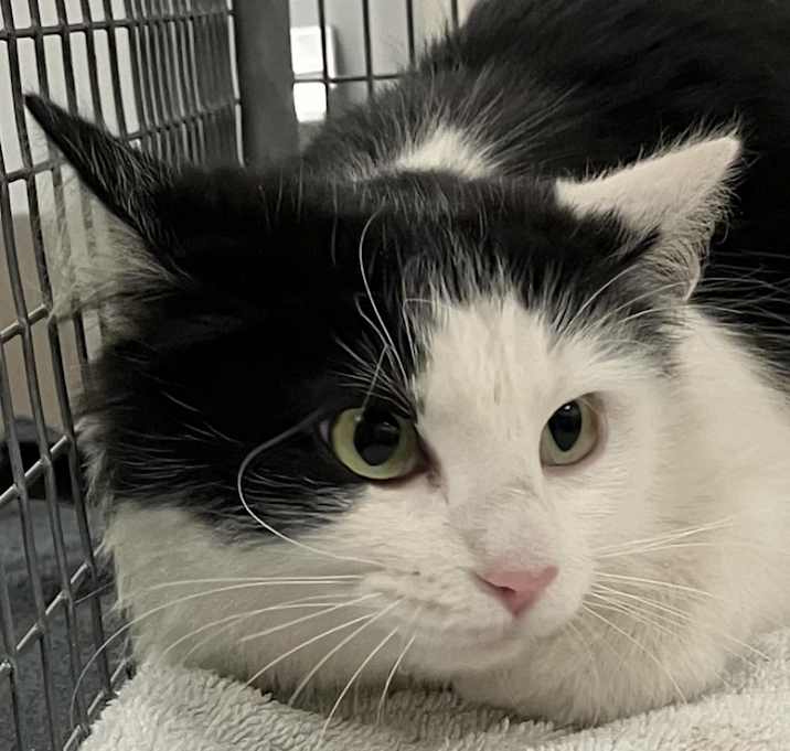 Photo of Wind Dancer