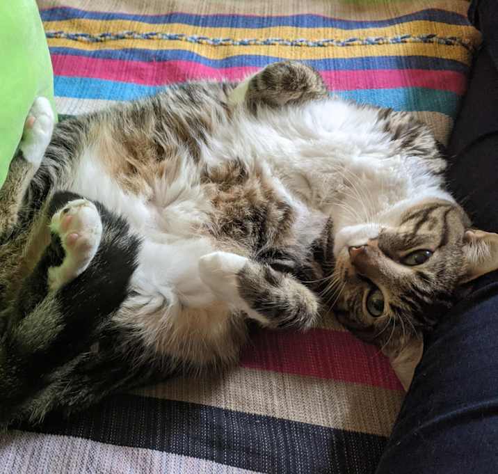 Photo of Gus & Tilly (Courtesy)