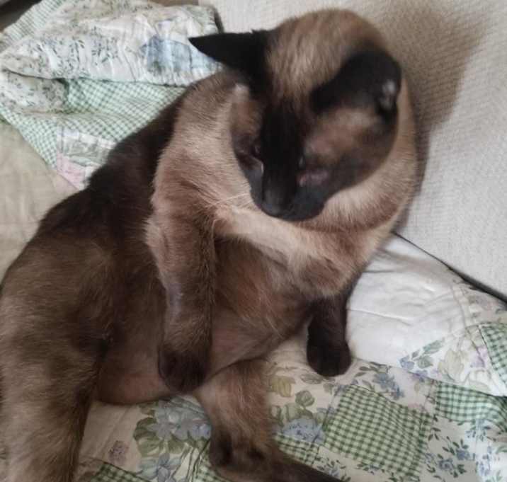 Photo of Shanelle Sunrise