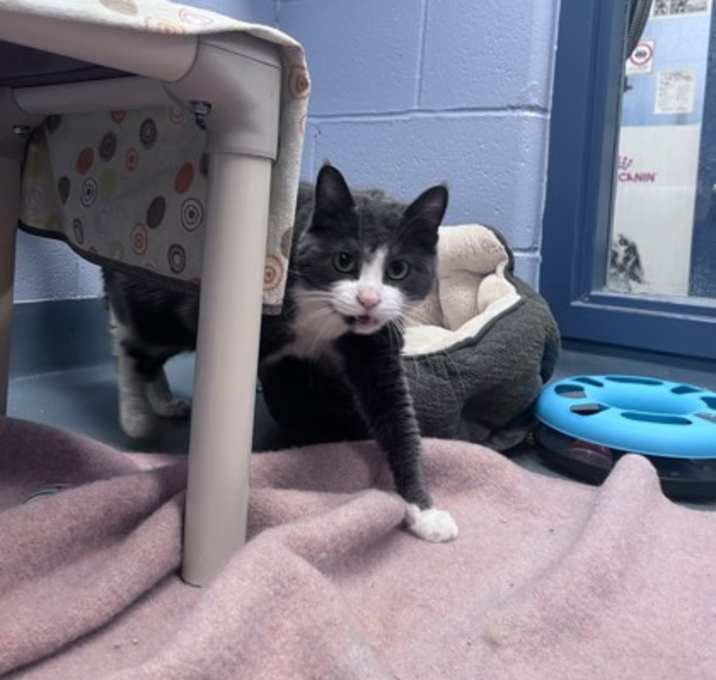 Photo of Felicia - Kitchener