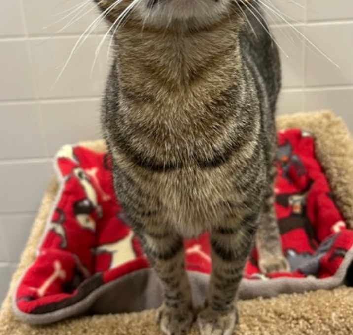 Photo of Mister Kitty