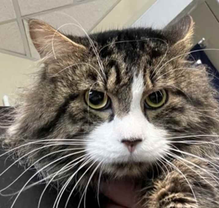 Photo of Hewho (Purrfect Day Cafe)