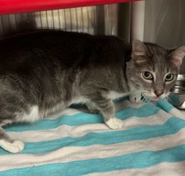 Photo of Boldly Bearcat