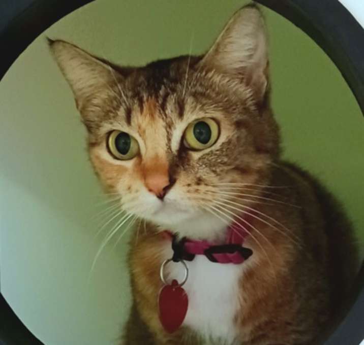 Photo of Shama - AVAILABLE