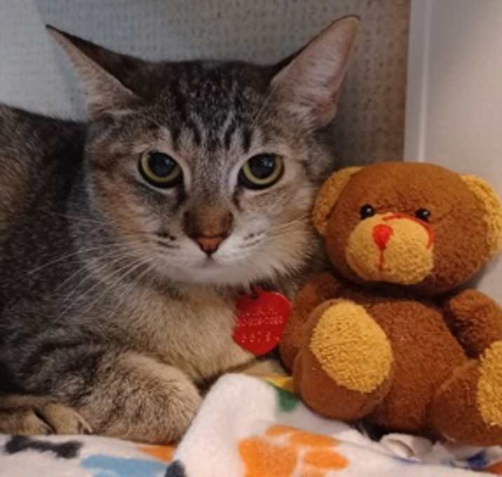 Photo of Nipsy - AVAILABLE