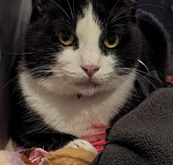 Photo of Wall-E - AVAILABLE