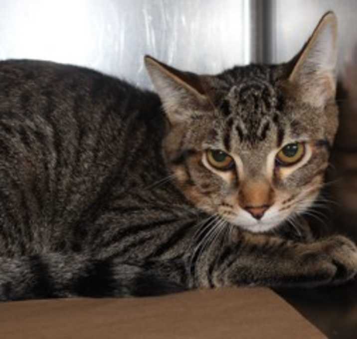 Photo of 84827 Cyclone