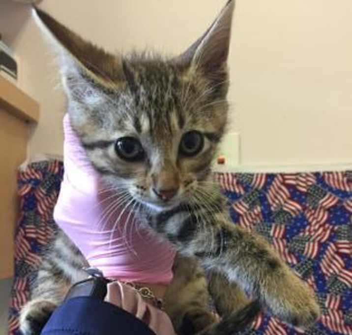 Photo of Bernard - Rescue Only