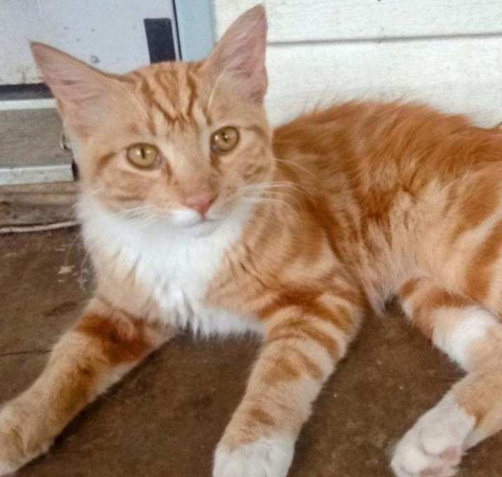 Photo of Kitten 9 orange