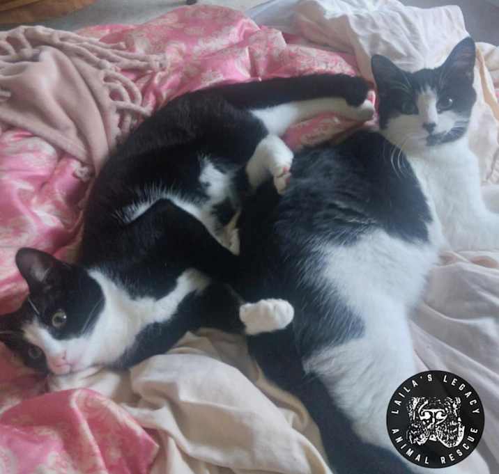 Photo of Bam Bam (FKA Shroom)