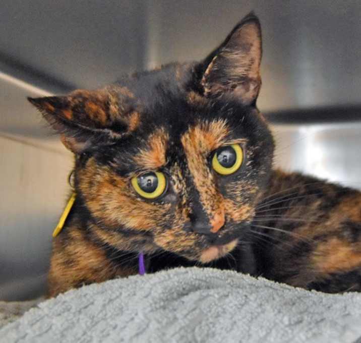 Photo of Tonks- In Foster