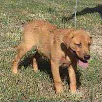 Thumbnail photo of TG-Clifford #2