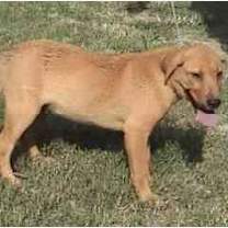 Thumbnail photo of TG-Clifford #3