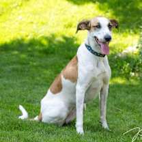 Thumbnail photo of Lindy D3887 #1