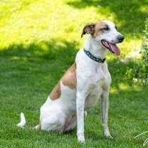 Thumbnail photo of Lindy D3887 #2