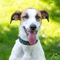 Thumbnail photo of Lindy D3887 #3