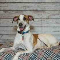 Thumbnail photo of Lindy D3887 #4