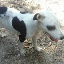 Thumbnail photo of Molly #1