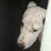 Thumbnail photo of Molly #2