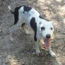 Thumbnail photo of Molly #3