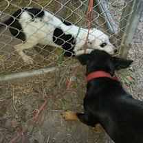 Thumbnail photo of Molly #4