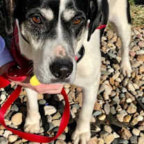 Thumbnail photo of Carmen #1