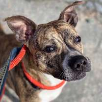 Thumbnail photo of Phillipa (ACC) (AKA Pippa) #1