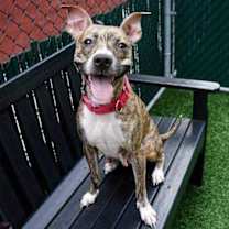 Thumbnail photo of Phillipa (ACC) (AKA Pippa) #2