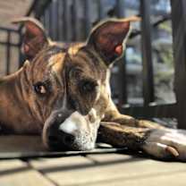 Thumbnail photo of Phillipa (ACC) (AKA Pippa) #3