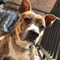 Thumbnail photo of Phillipa (ACC) (AKA Pippa) #4