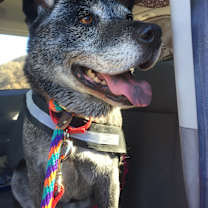 Thumbnail photo of Lucy #1