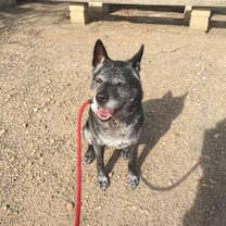 Thumbnail photo of Lucy #2