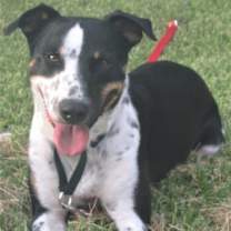 Thumbnail photo of Oakley #1