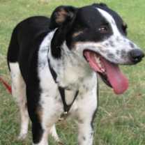 Thumbnail photo of Oakley #2