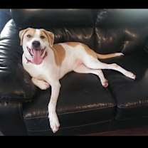 Thumbnail photo of Benji #1