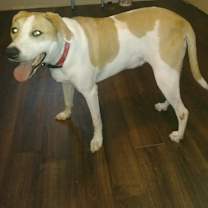 Thumbnail photo of Benji #2