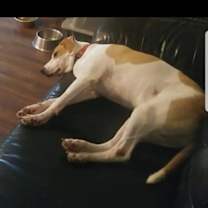 Thumbnail photo of Benji #4