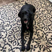 Thumbnail photo of Fritzee #3