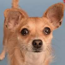 Thumbnail photo of Pumpkin #4