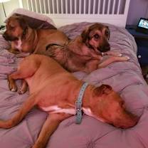 Thumbnail photo of Ginger #4