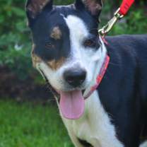 Thumbnail photo of Gibby #1