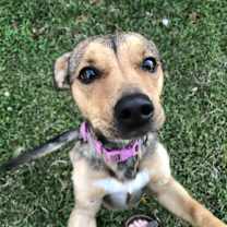 Thumbnail photo of Clover #2