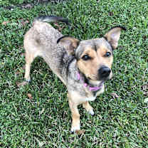 Thumbnail photo of Clover #4