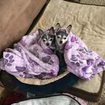 Thumbnail photo of Ryler #1