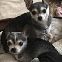 Thumbnail photo of Ryler #2