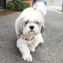 Thumbnail photo of Ming Shu #1