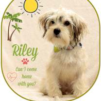 Thumbnail photo of Riley #2