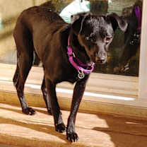 Thumbnail photo of Steve McQueen #1