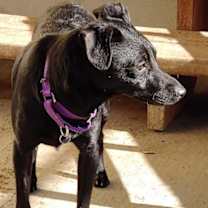 Thumbnail photo of Steve McQueen #2