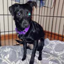 Thumbnail photo of Steve McQueen #3